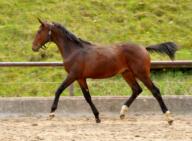 Trakehner Hengst  von Saint Cyr u.d. Pr. u. St.Pr.St. Guendalina von Red Patrick xx