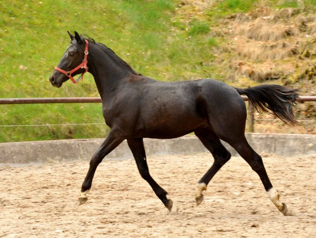 Trakehner Rapphengst von Saint Cyr u.d. Rubina v. Tycoon - Foto: Beate Langels - Trakehner Gestt Hmelschenburg