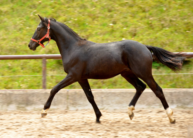 Trakehner Rapphengst von Saint Cyr u.d. Rubina v. Tycoon - Foto: Beate Langels - Trakehner Gestt Hmelschenburg