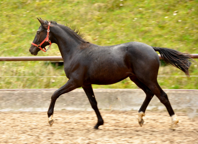 Trakehner Rapphengst von Saint Cyr u.d. Rubina v. Tycoon - Foto: Beate Langels - Trakehner Gestt Hmelschenburg