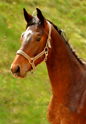 Hengst von Summertime u.d. Elitestute Schwalbenspiel v. Exclusiv - Gestt Hmelschenburg am 29. April 2013, Foto: Beate Langels, Trakehner Gestt Hmelschenburg - Beate Langels