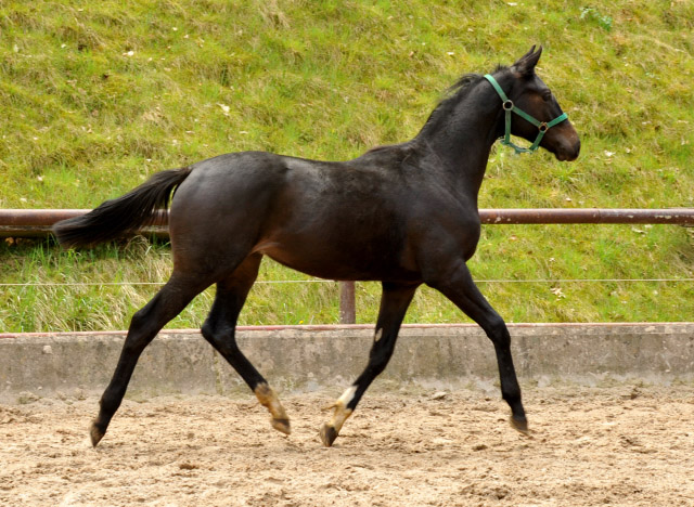 Jhrlingshengst von Ruffian Reef xx x Key West - Trakehner Gestt Hmelschenburg - Foto: Beate Langels
