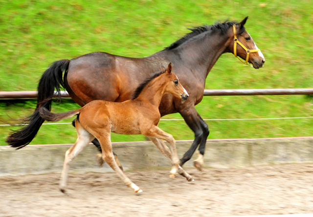 Hengstfohlen von High Motion u.d. Pr.u.StPrSt. Tavolara v. Exclusiv
 - Trakehner Gestt Hmelschenburg - Beate Langels