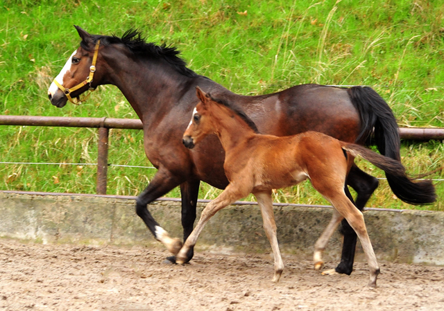 Hengstfohlen von High Motion u.d. Pr.u.StPrSt. Tavolara v. Exclusiv
 - Trakehner Gestt Hmelschenburg - Beate Langels