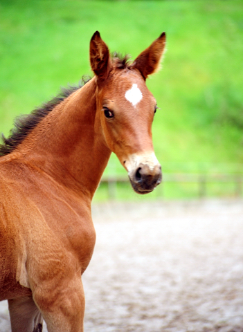 Stutfohlen von High Motion u.d. Pr.u.StPrSt. Vittoria v. Exclusiv
 - Trakehner Gestt Hmelschenburg - Beate Langels