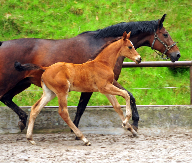 Stutfohlen von High Motion x Imperio - Trakehner Gestt Hmelschenburg - Foto: Beate Langels - 
Trakehner Gestt Hmelschenburg