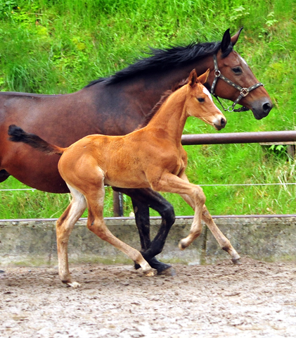 Stutfohlen von High Motion x Imperio - Trakehner Gestt Hmelschenburg - Foto: Beate Langels - 
Trakehner Gestt Hmelschenburg