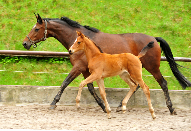 Schwalbe's Highlight - Stutfohlen von High Motion x Imperio - Trakehner Gestt Hmelschenburg - Foto: Beate Langels - 
Trakehner Gestt Hmelschenburg