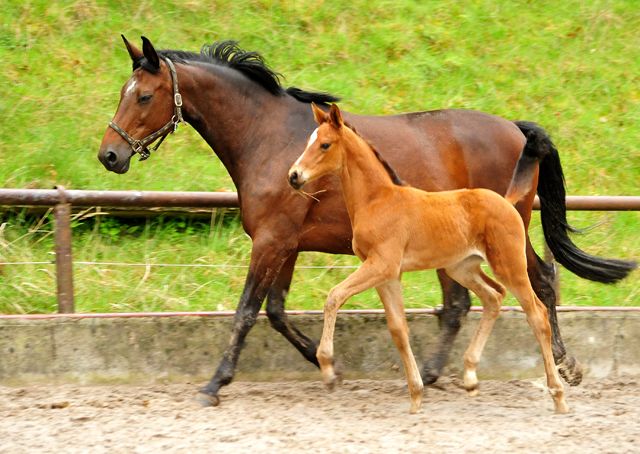 Stutfohlen von High Motion x Imperio - Trakehner Gestt Hmelschenburg - Foto: Beate Langels - 
Trakehner Gestt Hmelschenburg