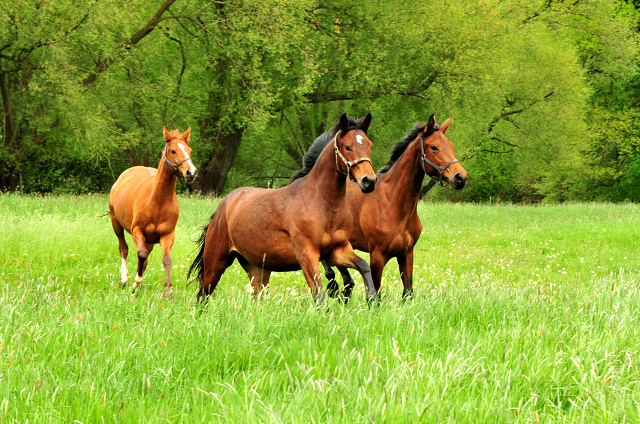 2jhrige Stuten im Trakehner Gestt Hmelschenburg - Foto: Beate Langels