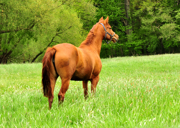 Glory Fire v. Alter Fritz u.d. Giulietta v. Saint Cyr  - Trakehner Gestt Hmelschenburg - Foto: Beate Langels