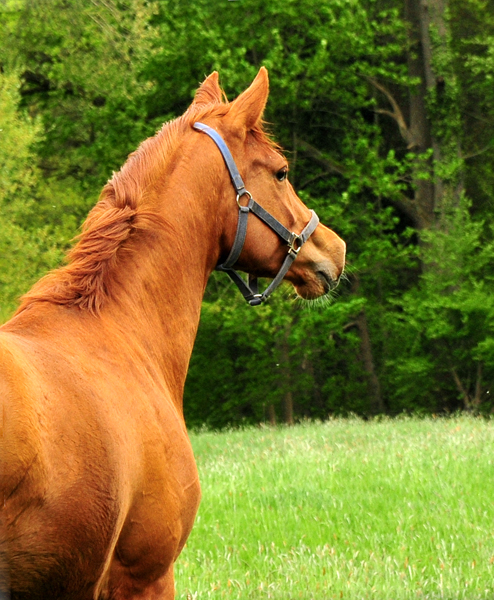 Glory Fire v. Alter Fritz u.d. Giulietta v. Saint Cyr  - Trakehner Gestt Hmelschenburg - Foto: Beate Langels