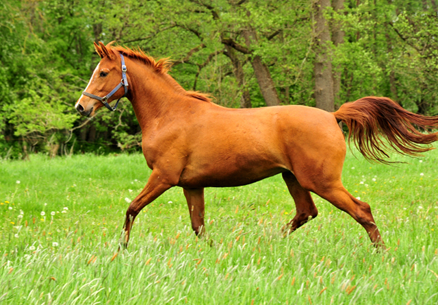 Glory Fire v. Alter Fritz u.d. Giulietta v. Saint Cyr  - Trakehner Gestt Hmelschenburg - Foto: Beate Langels