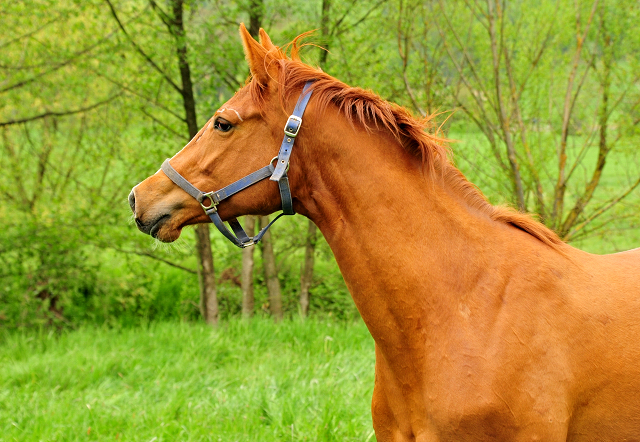 Glory Fire v. Alter Fritz x Saint Cyr - Trakehner Gestt Hmelschenburg - Foto: Beate Langels