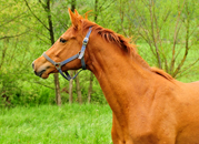 Impressionen vom April 2020 - Trakehner Gestt Hmelschenburg 2020 - Foto: Beate Langels