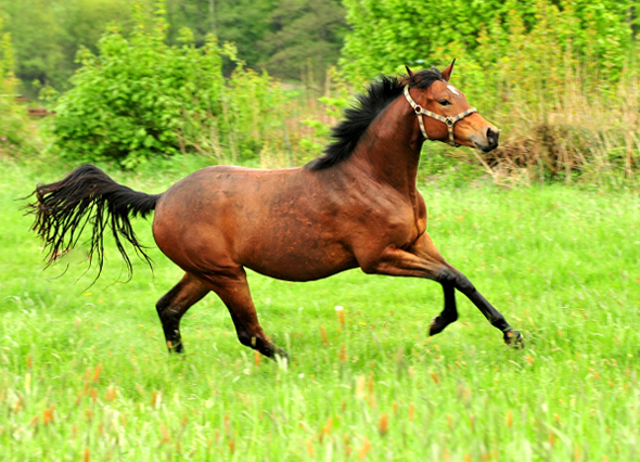 Klassic Moment v. His Moment x Freudenfest - Trakehner Gestt Hmelschenburg - Foto: Beate Langels