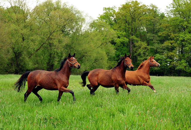 Glory Fire v. Alter Fritz u.d. Giulietta v. Saint Cyr  - Trakehner Gestt Hmelschenburg - Foto: Beate Langels