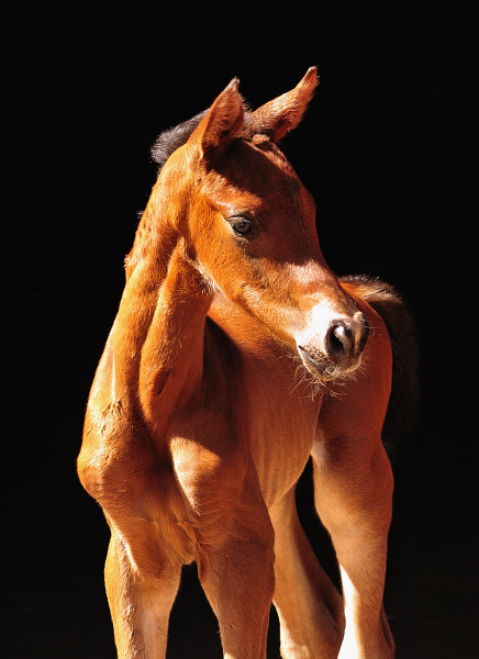 Bay Trakehner Colt by Glcksruf I our of Pr.St. Val d'Amour by Tantalos - High Motion  - Gestt Hmelschenburg - Beate Langels