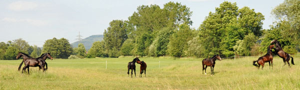 Beate Langels - Trakehner Gestt Hmelschenburg