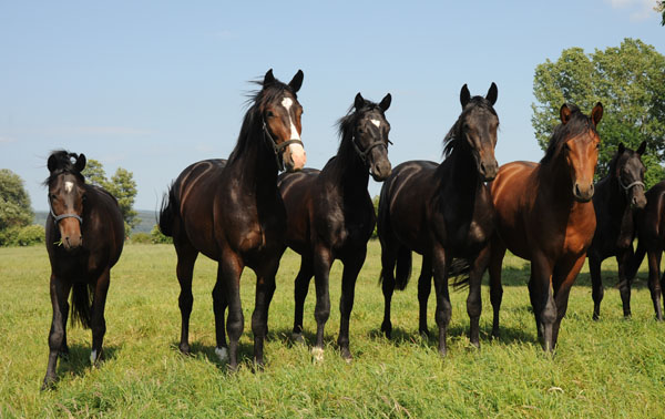 Beate Langels - Trakehner Gestt Hmelschenburg