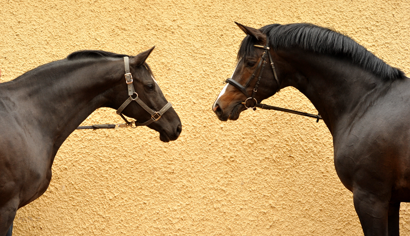 Schwalbensiegel und Saint Cyr - beide von Kostolany u.d. Pr.,StPr. u. Elitestute Schwalbenspiel v. Exclusiv - Foto: Beate Langels - Zchter: 
Trakehner Gestt Hmelschenburg