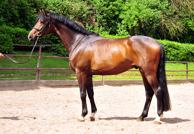 Sandringham - 4-jhriger Trakehner Wallach von Exclusiv u.d. Schwalbenfee v. Freudenfest