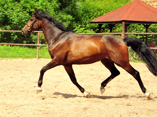 Sandringham - Trakehner Hengst von Exclusiv u.d. Schwalbenfee v. Freudenfest