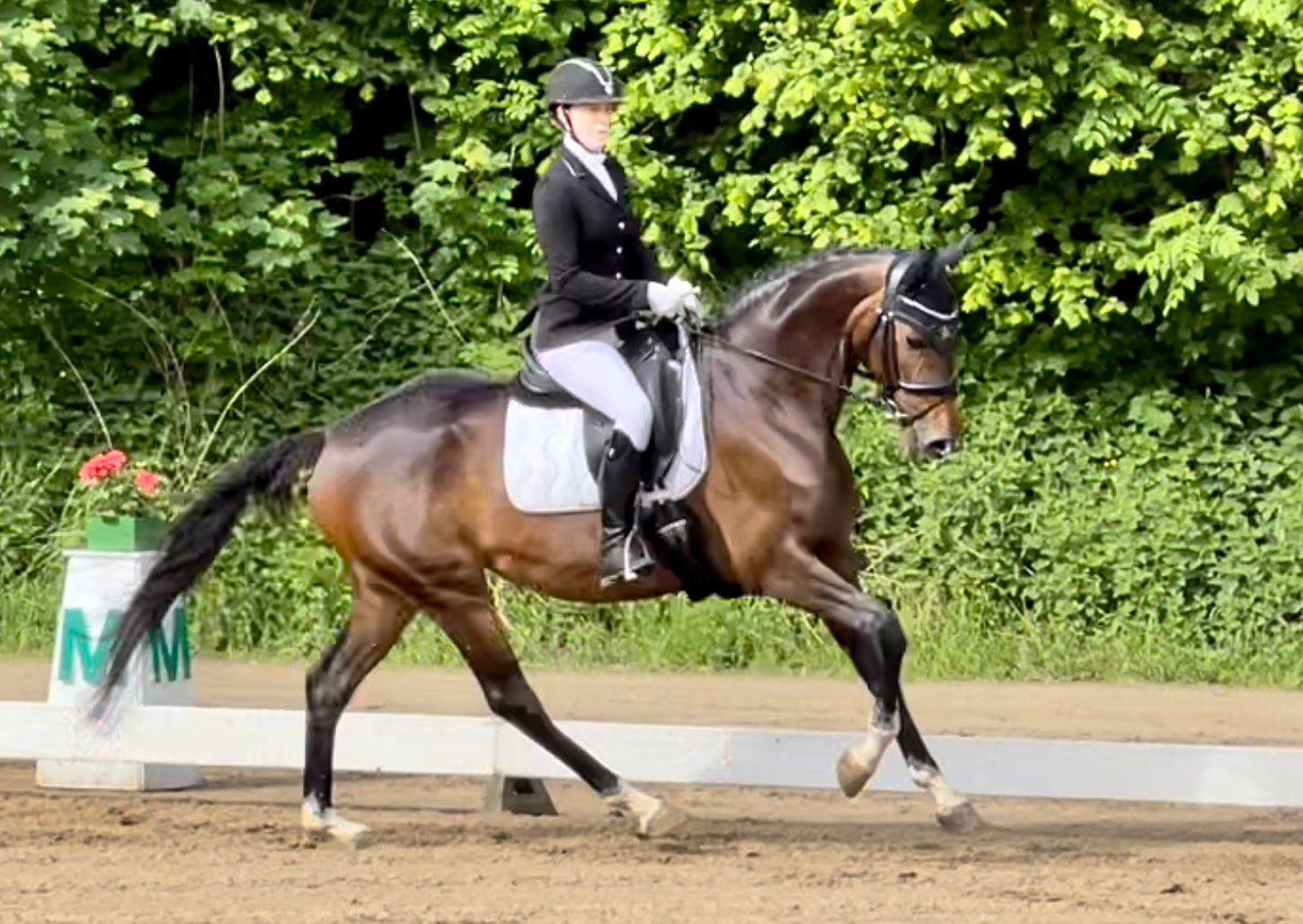 Prmienstute Val d'Isere v. High Motion x Exclusiv x Showmaster - Foto: Beate Langels - 
Trakehner Gestt Hmelschenburg