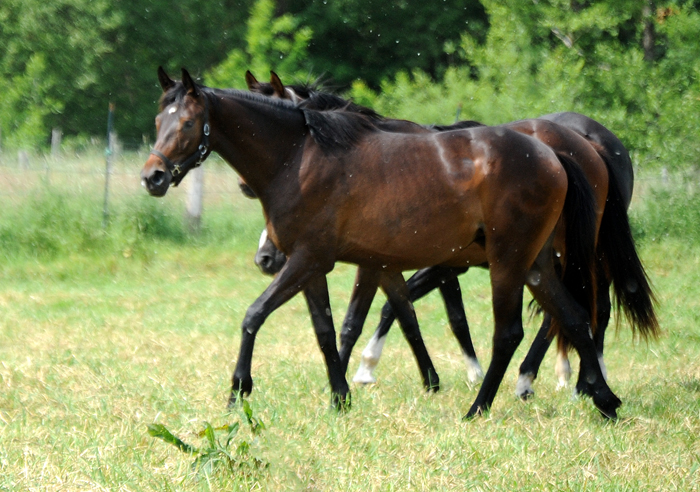 Valentiana v. His Moment x High Motion  
 - Gestt Hmelschenburg - Beate Langels