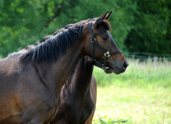 Valentiana v. His Moment x High Motion  
 - Gestt Hmelschenburg - Beate Langels