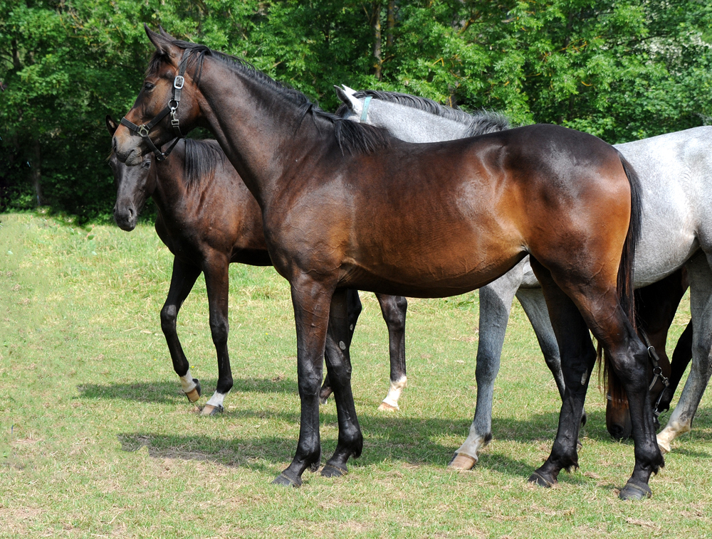 Valentiana v. His Moment x High Motion  
 - Gestt Hmelschenburg - Beate Langels