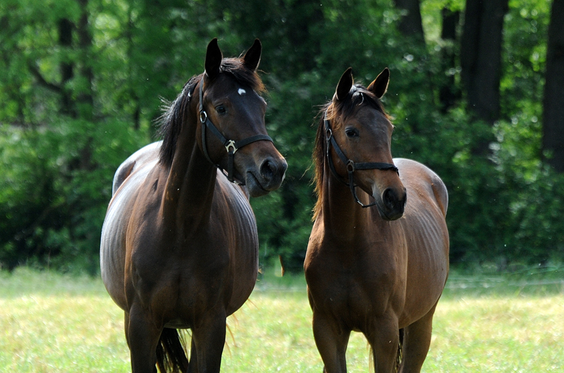 Valentiana v. His Moment x High Motion  
 - Gestt Hmelschenburg - Beate Langels