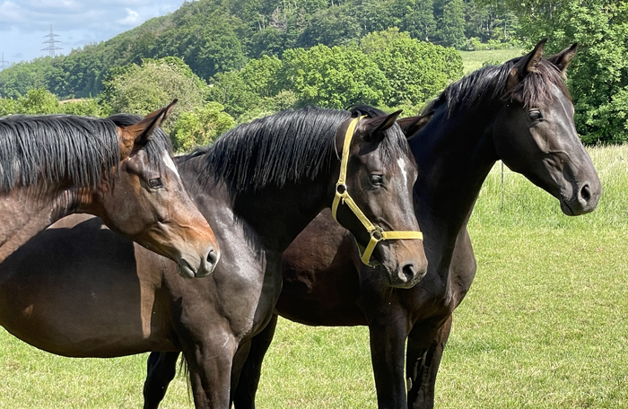 zweijhrige Hengste von High Motion, Saint Cyr und His Moment auf der Sommerweide  
 Foto: Beate Langels