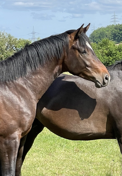 Zweijhriger Hengst von High Motion u.d. Elitestute Greta Garbo auf der Sommerweide  
 Foto: Beate Langels