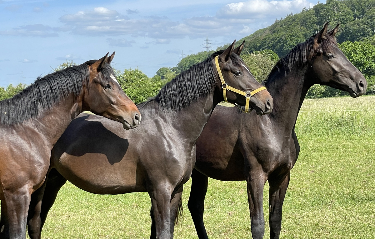 zweijhrige Hengste von High Motion, Saint Cyr und His Moment auf der Sommerweide  
 Foto: Beate Langels