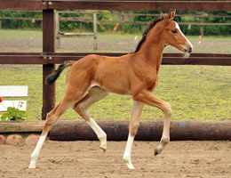  u.d. Kalamaika v. Hoftnzer- Foto Wlber