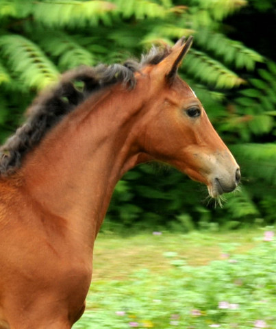 Stutfohlen von Oliver Twist u.d. Teatime v. Summertime - copyright Beate Langels, Trakehner Gestt Hmelschenburg