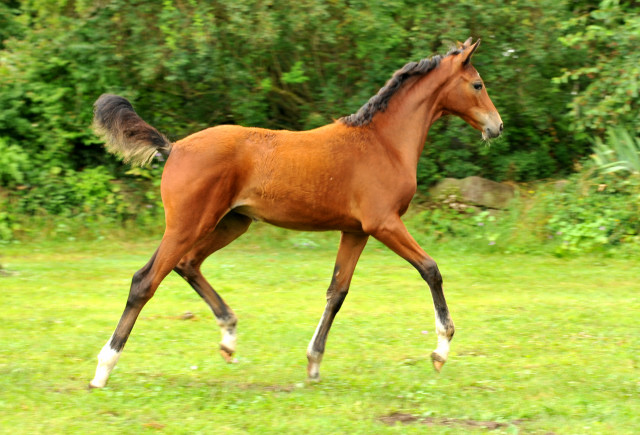 Stutfohlen von Oliver Twist u.d. Teatime v. Summertime - copyright Beate Langels, Trakehner Gestt Hmelschenburg