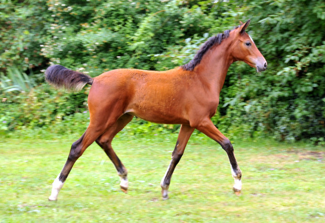 Stutfohlen von Oliver Twist u.d. Teatime v. Summertime - copyright Beate Langels, Trakehner Gestt Hmelschenburg