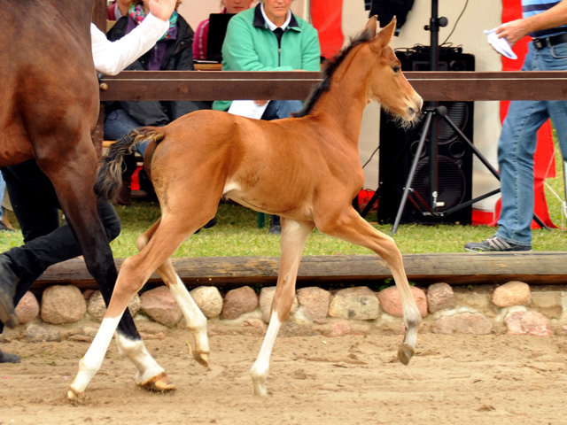 Stutfohlen von Freudenfest u.d. Val de Vienne v. Exclusiv - Trakehner Gestt Hmelschenburg - Foto: Beate Langels