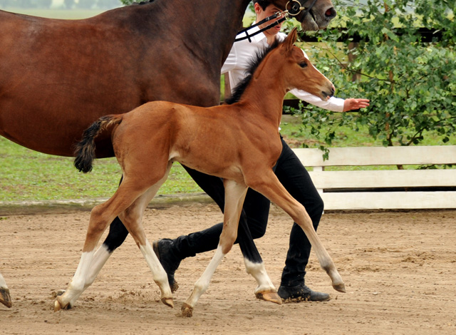 Stutfohlen von Freudenfest u.d. Val de Vienne v. Exclusiv - Trakehner Gestt Hmelschenburg - Foto: Beate Langels