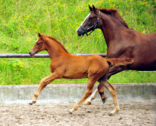 Klassic mit Stutfohlen von Touch my Heart - Foto: Beate Langels -  
Trakehner Gestt Hmelschenburg