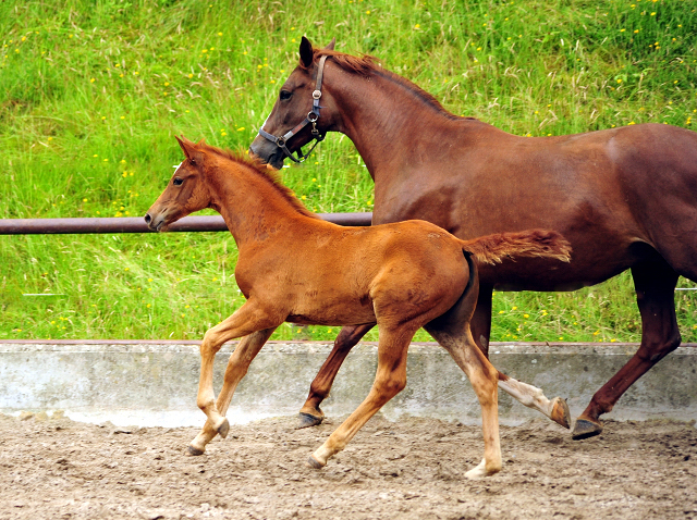 Klassic with her filly by  Touch my Heart - Foto: Beate Langels -  
Trakehner Gestt Hmelschenburg