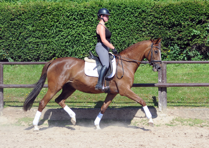Elea und unsere Prmien- u. Staatsprmienstute Kavalou v. Shavalou - Trakehner Gestt Hmelschenburg - Foto: Langels