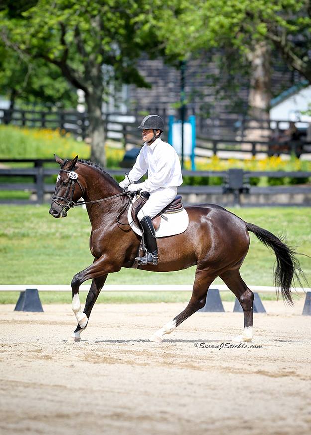 Guardiola - 3jhriger Trakehner von Saint Cyr u.d. Greta Garbo - Juli 2017   -
Trakehner Gestt Hmelschenburg