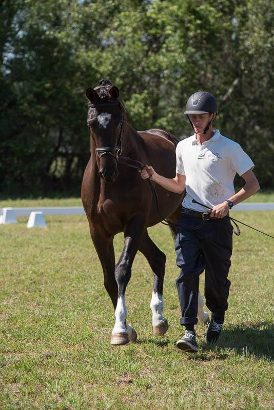 Guardiola -  3jhriger Trakehner von Saint Cyr u.d. Greta Garbo - Juli 2017   -
Trakehner Gestt Hmelschenburg