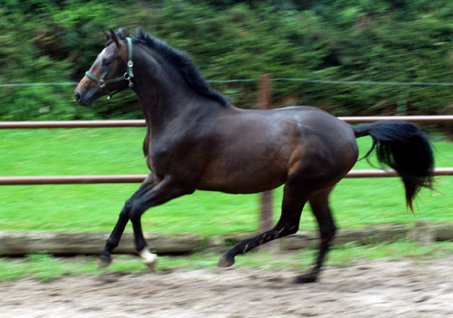 Zweijhriger Hengst von Meraldik u.d. Schwalbenflair v. Exclusiv im August 2010, Foto: Beate Langels