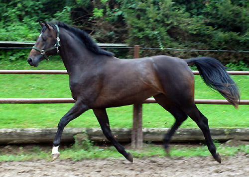 Zweijhriger Hengst von Meraldik u.d. Schwalbenflair v. Exclusiv im August 2010, Foto: Beate Langels