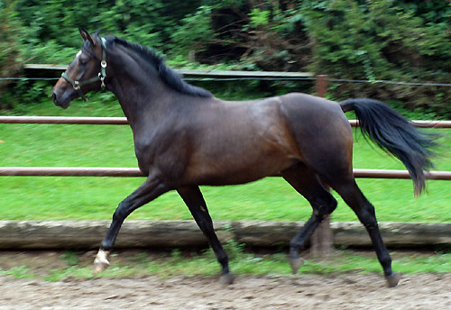 Zweijhriger Hengst von Meraldik u.d. Schwalbenflair v. Exclusiv im August 2010, Foto: Beate Langels