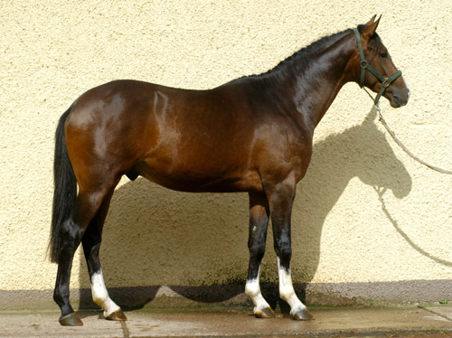 Galileo von Exclusiv u.d. Gwendolyn v. Maestro - Kostolany - Karon - Foto: Beate Langels Gestt Hmelschenburg